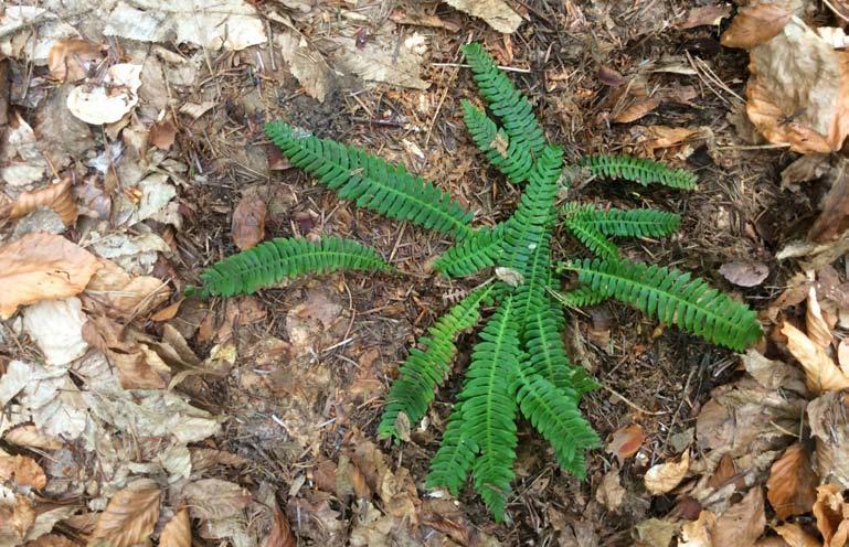 Ojców National Park. May 2014. Photo by J. Baran Ryc. 3. Podrzeń żebrowiec Blechnum spicant.