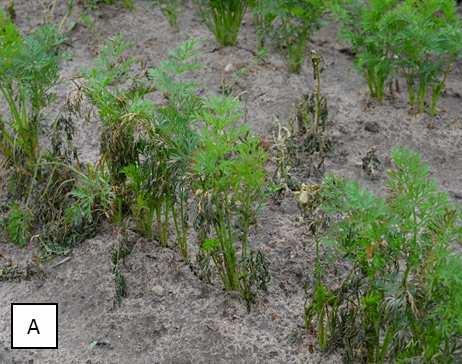 Explanation: as below Fig. 2. Fig. 4. The influence of weed management methods on the yield of carrot Rys. 4. Wpływ metod ochrony przed chwastami na plonowanie marchwi Fig. 5.