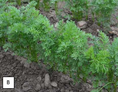 Damages of carrot, crops number and soil coverage by carrot at harvest depending on weed management method Tab. 3.