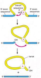 Roberts RNAi