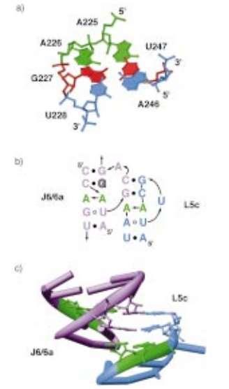 Platforma adenozynowa intronu Tetrachymena Robert T.