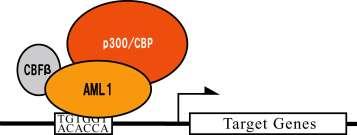 RNA Aptamer to transcription factor AML1 (Nakamura in collaboration with Kozu group) AML1 Crucial