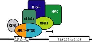 leukemia dominant repression AML1 aptamer normal ON transcription 37mer stabilized by 2 -F bind to the