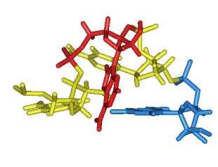 NMR Structure CACG