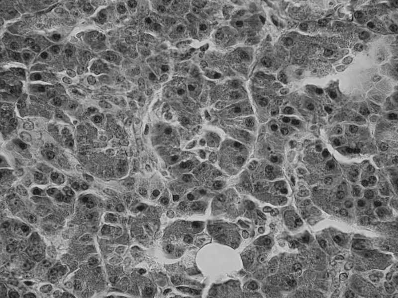 HISTOLOGIA OGÓLNA (TKANKI) Elementy składowe tkanki: komórki (o podobnym