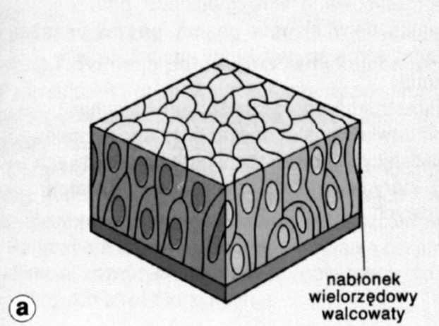 walcowatego - komórki różnej wysokości (niekiedy różne typy komórek)