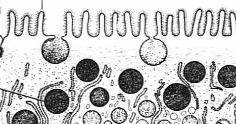w nabłonkach jednowarstwowych zazwyczaj są to małe komórki zlokalizowane przy