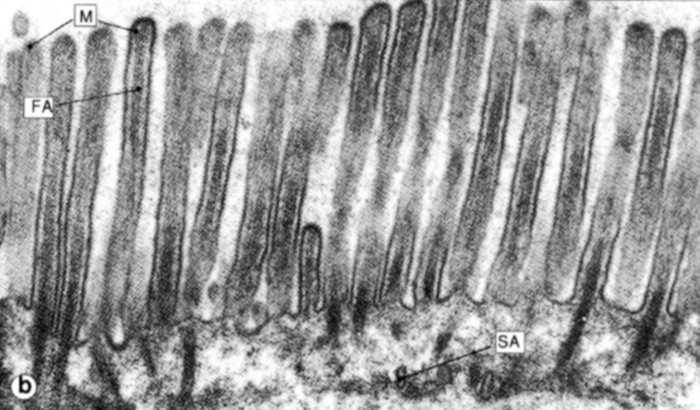 szczytowej powierzchni komórek nabłonkowych: mikrokosmki rzęski (migawki)