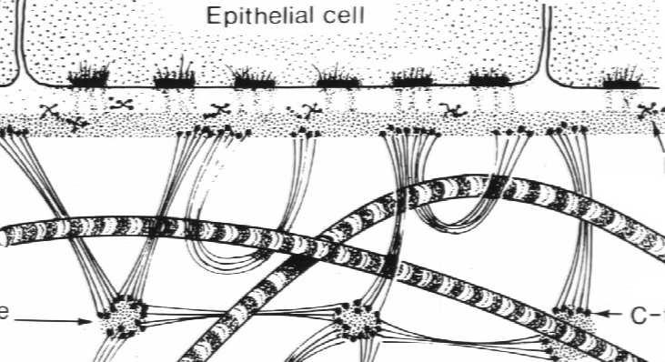 fibryliny) komórka nabłonkowa blaszka podstawna błona podstawna Gruczoły - zespoły