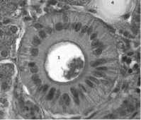 międzykomórkowej w tkance nabłonkowej komórka nabłonkowa blaszka jasna blaszka