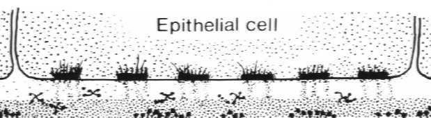 perlekan błona komórkowa Składniki blaszki podstawnej tworzą molekularną sieć