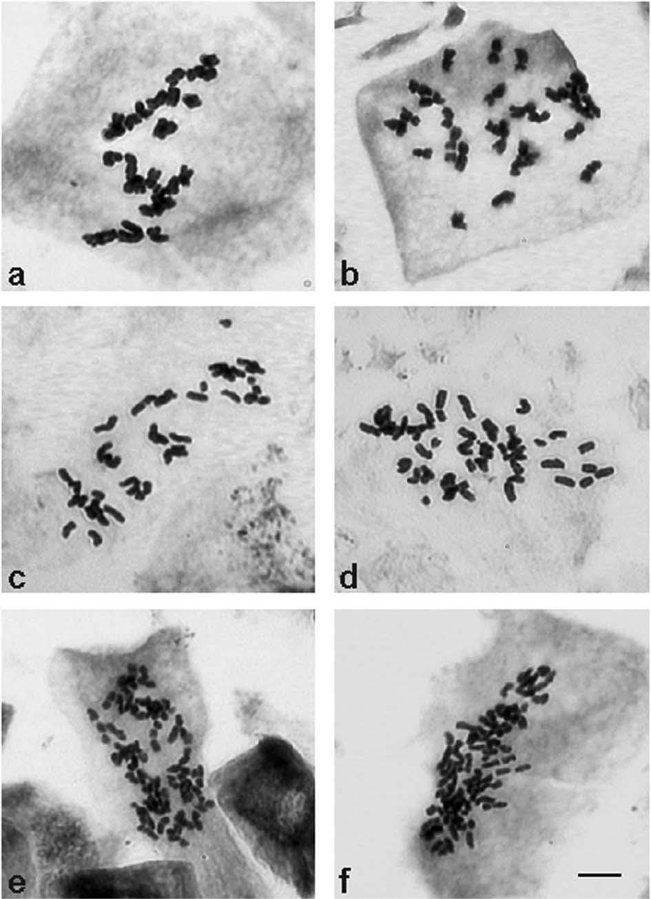 Ryc. 2. Płytki metafazowe form potomnych o zróżnicowanej liczbie chromosomów. a) 2n = 25; b) 2n = 30; c) 2n = 32; d) 2n = 40 e) 2n = ~52; f) 2n = ~59 (a, f) forma B powstała z krzyżówki: P.
