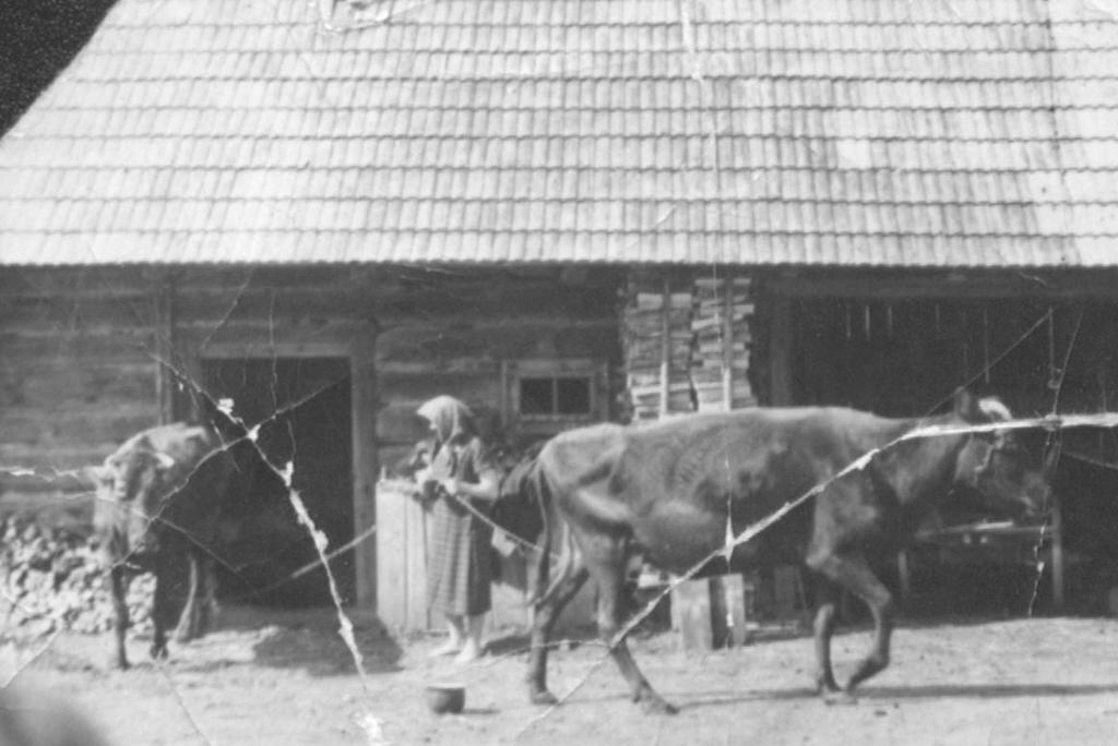 Fot. Babcia Franka z krowami przed stajnią. W 1959 roku zmarła jej matka Zofia. Chorowała na płuca.
