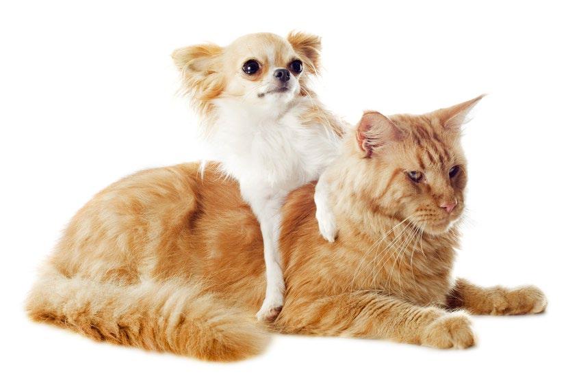 UrinoDol mini NATURALNA OCHRONA UKŁADU MOCZOWEGO UrinoDol mini to preparat dla kotów i małych psów wspomagający prawidłowe funkcjonowanie układu moczowego.