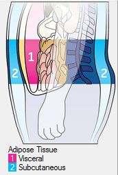 Tkanka tłuszczowa wisceralna (trzewna; VAT visceral adipose tissue) trzewna podskórna Copyright Kusy &