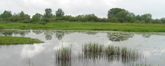 Cenne siedliska i zagrożone gatunki ptaków na obszarach Natura 2000 Cenne siedliska poza Obszarami Natura 2000 Obszary wodno-błotne, mokradła, torfowiska Obszary wodno-błotne stanowią przedmiot