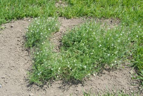 Lathyrus