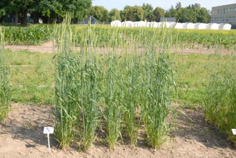 Triticum