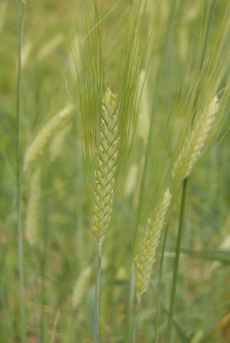 Triticum