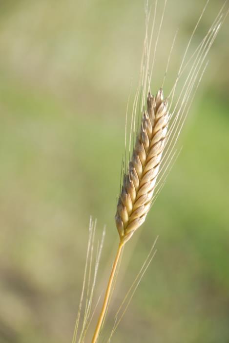 Triticum