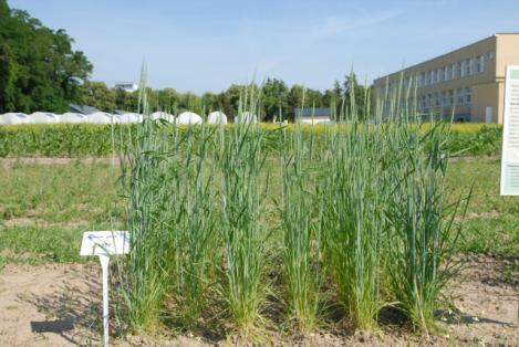 Triticum