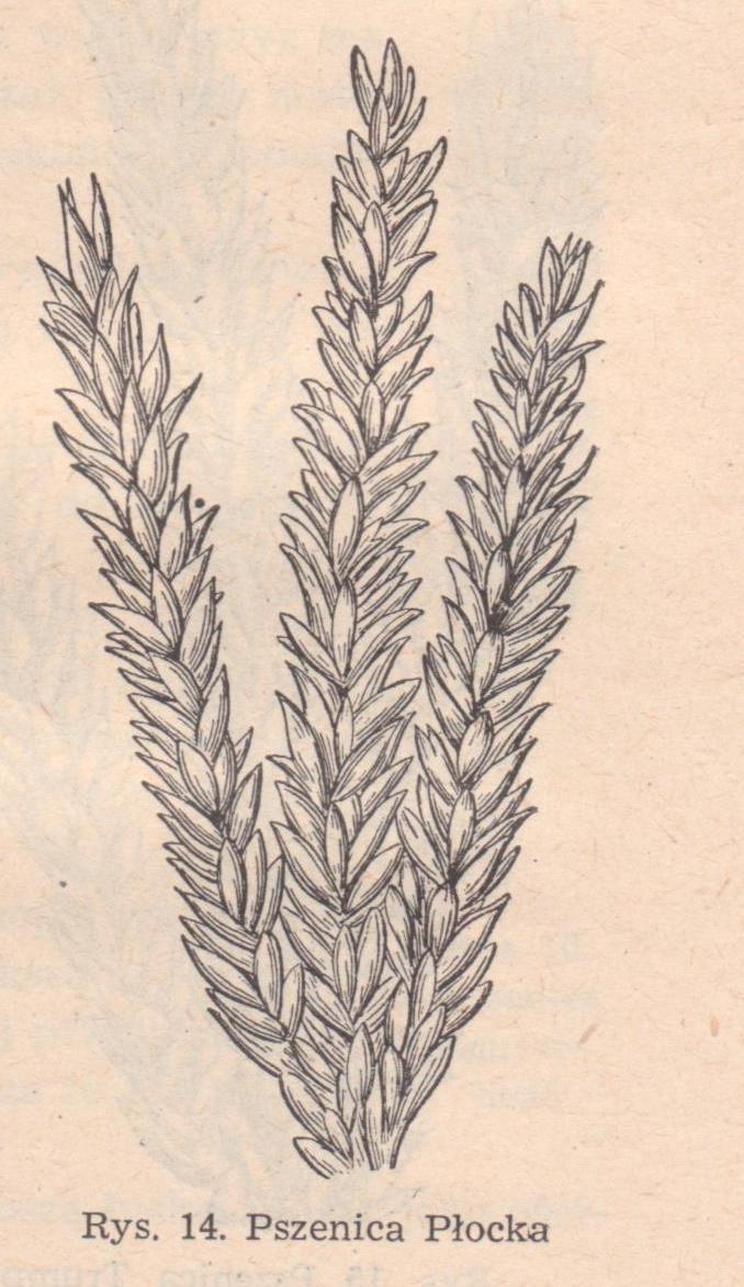 Uchwała sekcji rolniczej Towarzystwa Rolniczego w Królestwie Polskim (26.II.1861r.