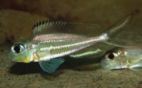 Xenotilapia ornatipinnis Xenotilapia sima Xenotilapia caudafasciata Xenotilapia papilio Kanoni Xenotilapia papilio Tembwe Xenotilapia sp.