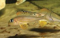Kilesa Xenotilapia melanogenys Xenotilapia ornatipinnis (wielkość do 13 cm, żyje w haremach, inkubacją zajmuje się samica, gatunek