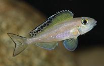 samców własnego gatunku), Xenotilapia singularis (jak X.