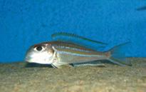 agresywny), Xenotilapia sp. papilio sunflower (jak X.