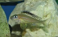 tenuidentatus (wielkość do 8 cm, żyje w małych grupach od 8 sztuk, inkubacją ikry i narybku zajmuje się samica, gatunek bardzo spokojny).