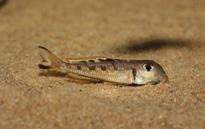 Xenotilapia singularis Ectodus descampsii Lestradea perspicax Ophthalmotilapia boops