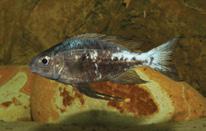 tenuidentata Grammatotria lemairi L i t e r a t u r a Antychowicz J., 2007.