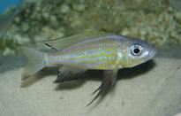 Choroby i zatrucia ryb. Wydawnictwo SGGW. Bassleer G., 2006.