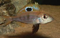 Bassleer Biofish. Konings A., 2002. Pielęgnice moja pasja. Cichlid Press Tigra System Polska.