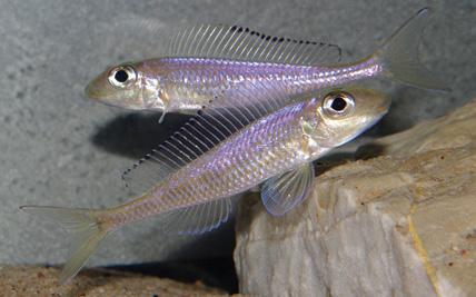 Glonożerny przdstawiciel ksenotilapi skalnych - Xenotilapia leptura Piaszczyste dno jeziora stanowi dla większości gatunków miejsce zajmowania terytoriów dominujących