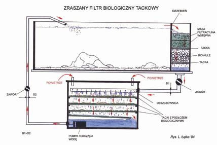 25-26 C. Bardzo ważne są poziomy związków azotu, na które ryby te są bardzo wrażliwe.