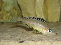 Przykładowe obsady Akwarium bez pierzastopłetwych Akwarium z pierzastopłetwymi Akwarium 120 cm x 60 cm x 50 cm X. flavipinnis, stado 6-7 sztuk lub X. rotundiventralis (X.