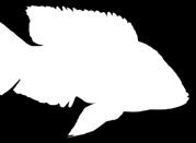 macrops, C. furcifer, L. perspicax, O.