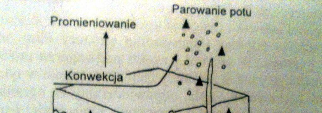 Rycina Rycina 1. Usuwanie ciepła ze skóry.