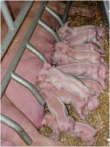 .pl https://www..pl Przewód pokarmowy prosiąt, pobierając mleko matki, musi być przygotowany do pobierania pasz treściwych typu prestarter. Co decyduje o powodzeniu w odchowie?