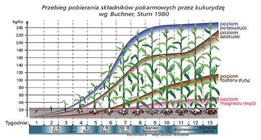 SŁONECZNIK BOBOWATE KUKURYDZA ABS Corn modelowy nawóz do nawożenia kukurydzy Artur Wieczorek Kukurydza należy do roślin o bardzo wysokich wymaganiach pokarmowych.