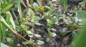 .pl https://www..pl Chwasty w życie, które najczęściej powodują straty, możemy podzielić na 2 kategorie: 1. Jednoliścienne, do których należą, miotła zbożowa i wyczyniec polny.