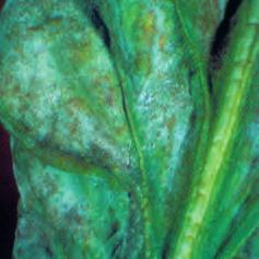 Chwościk buraka (Cercospora beticola) Brunatna plamistość liści (Ramularia beticola) Mączniak prawdziwy (Erysiphe betae) Rdza buraka (Uromyces betae) Chwościk buraka Objawy W lipcu na liściach