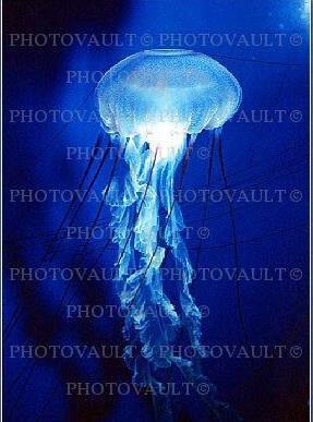 meduza Aequoria victoria (obecnie dostępne w różnych