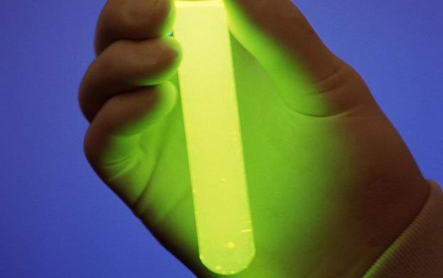 enhanced green fluorescent protein białko wzmocnionej