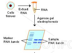 Ekstrakcja RNA z komórki (Uwaga na RNAzy) Stosunkowo trudna w przypadku bakterii (szybka degradacja transkryptów