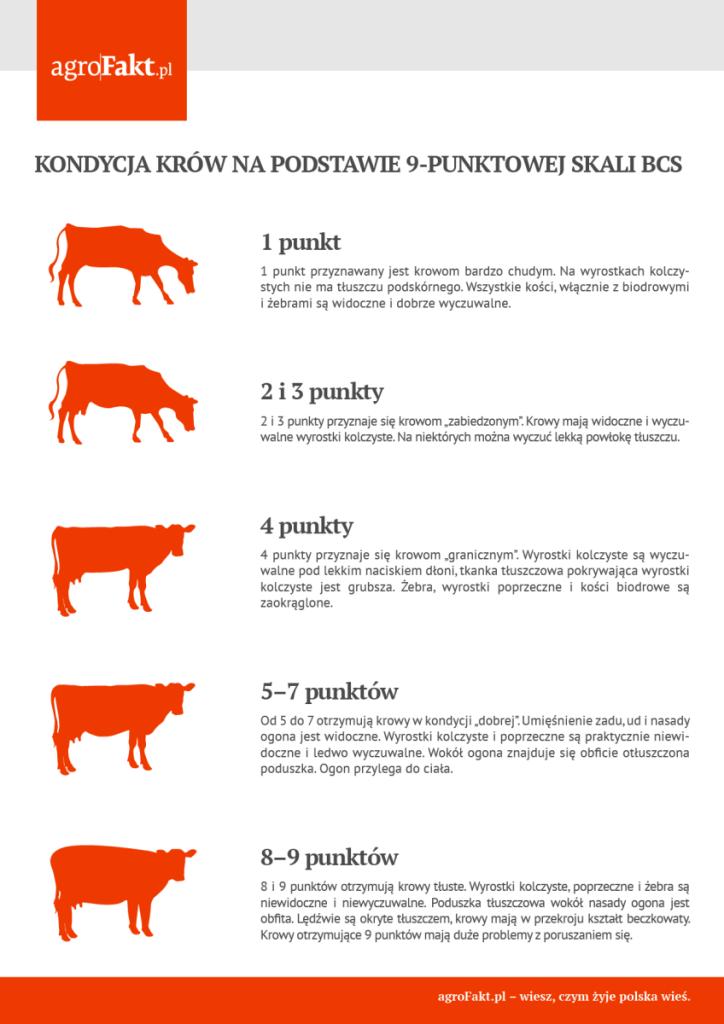 .pl https://www..pl Kondycja krów na podstawie 9-punktowej skali BCS.