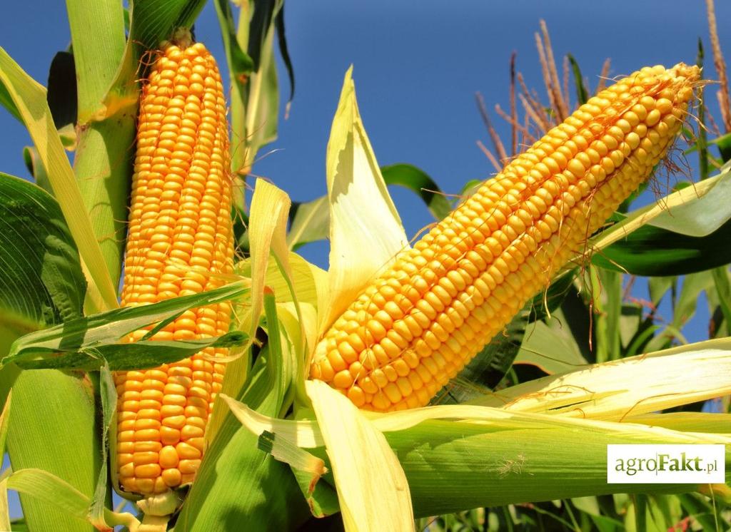 .pl https://www..pl Nie kosimy kukurydzy, gdy już jest cała sucha na pniu. Musi być zielony liść i dojrzała kolba, by dobrze zakisić kukurydzę.