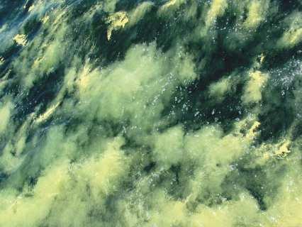 Zakwity toksyczne glonów W okresie letnim w Bałtyku pojawiają się zakwity